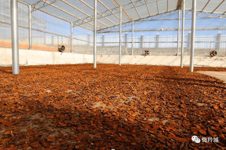 醴陵抢抓晴好天气 5000亩药材紫珠栽种忙 范文模稿 醴陵抢抓晴好天气 5000亩药材紫珠栽种忙 范文模稿