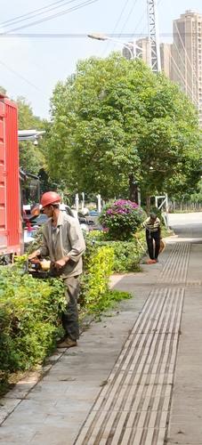 石家庄枯萎绿植正在补种 加强管理增添绿色 范文模稿