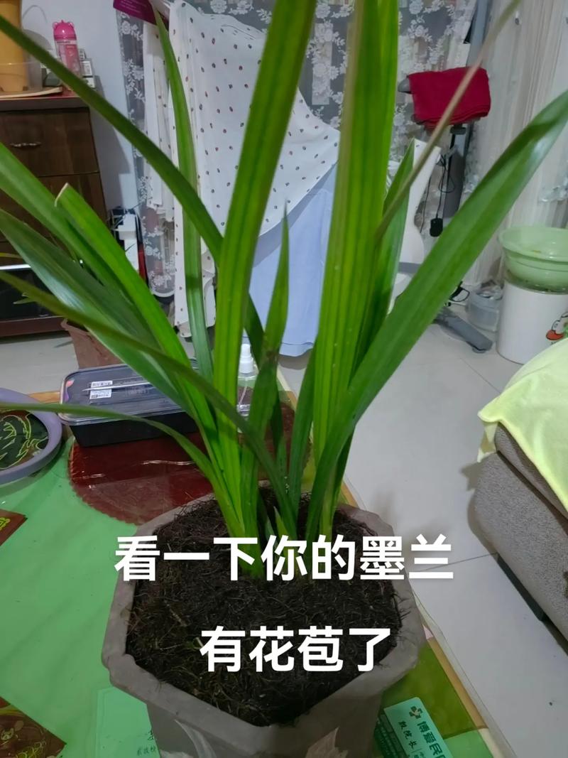 兰花有花苞了怎么养护 范文模稿