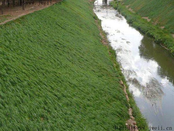 园林建设中护坡草坪建植技术和方法有哪些 范文模稿