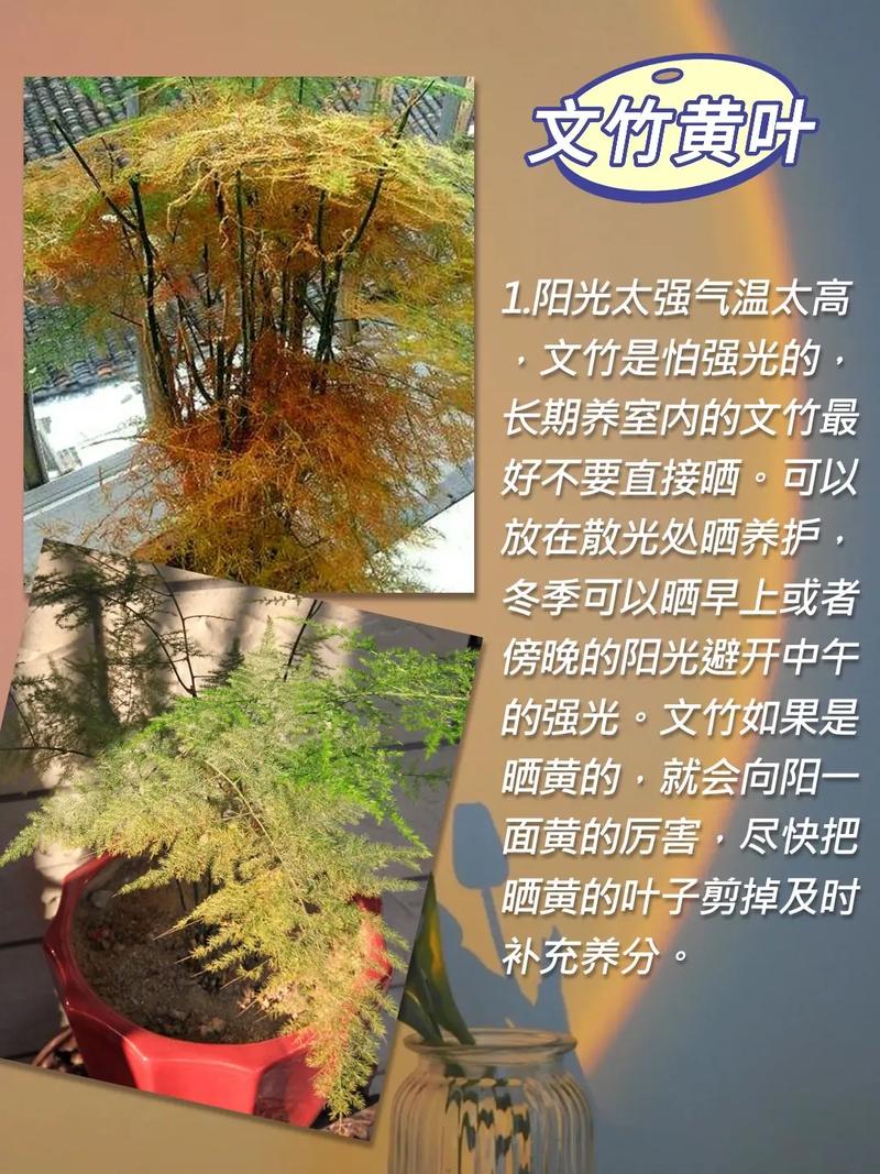 文竹养护注意这几个事项黄叶了也能很快恢复 范文模稿 文竹养护注意这几个事项黄叶了也能很快恢复 范文模稿
