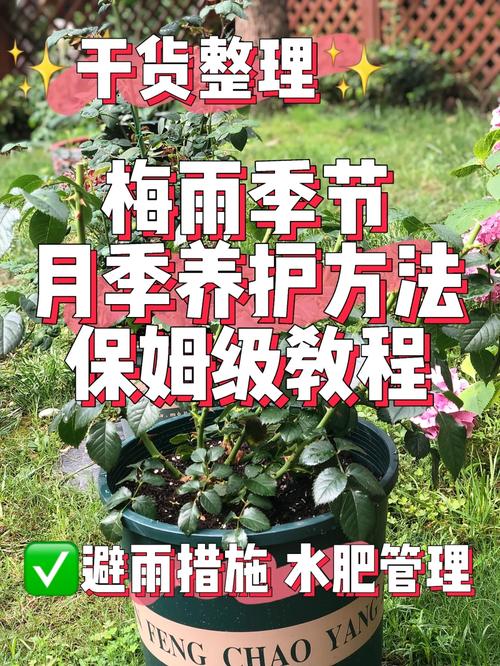 干货指南｜梅雨季花园如何养护 范文模稿