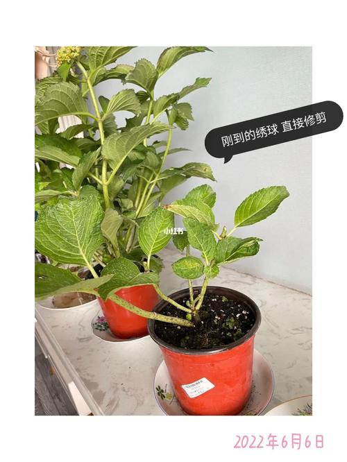 绣球花的全面养护知识种植调蓝修剪扦插一般问题 范文模稿