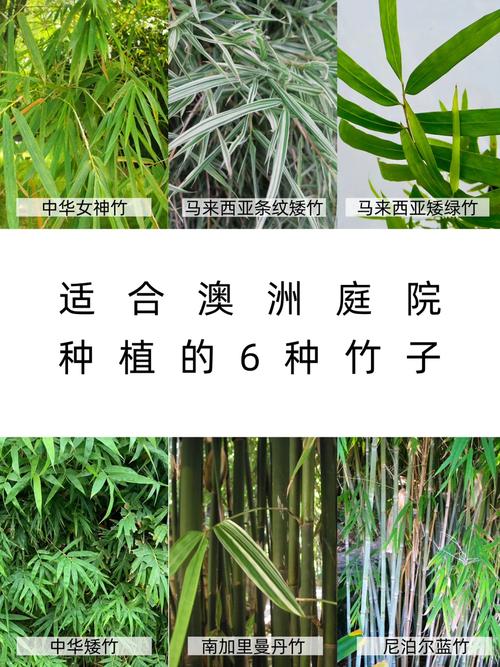 庭院种植竹子注意事项干货 范文模稿