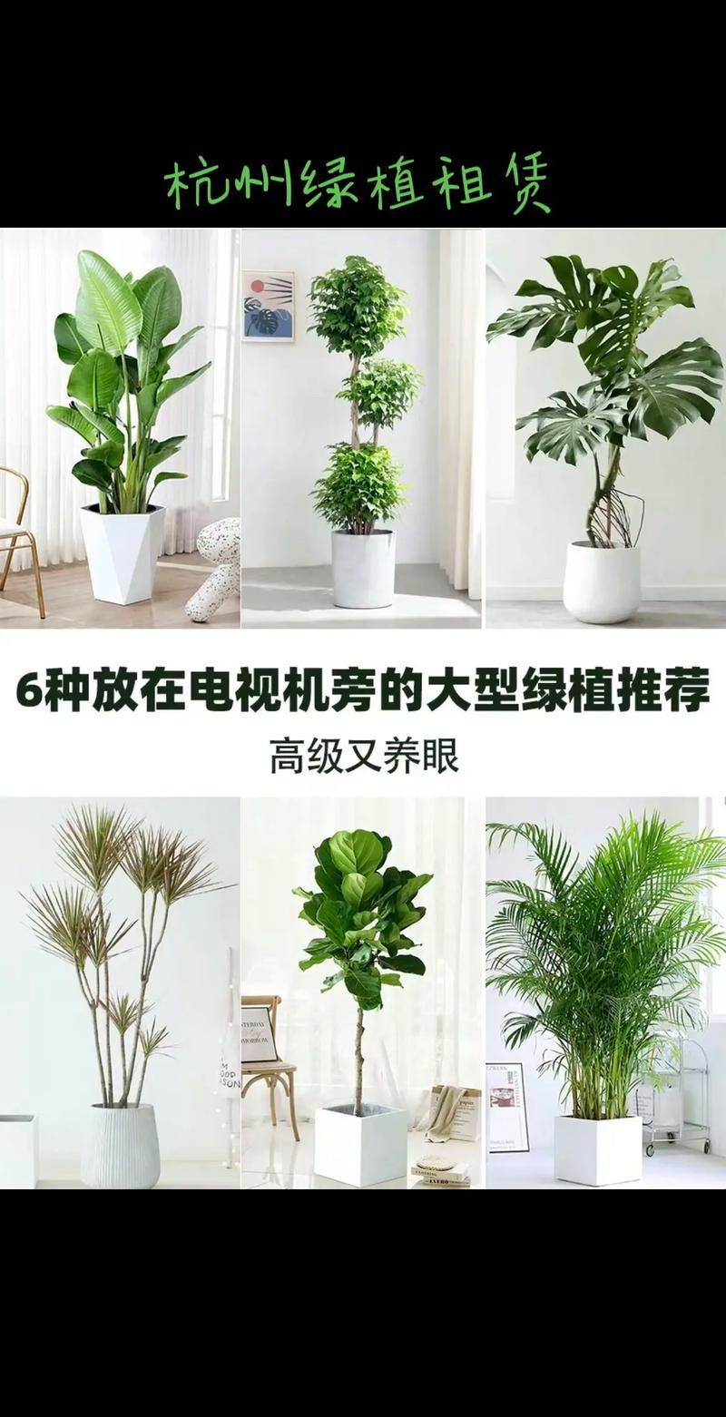 租摆盆栽花卉植物养护技巧 范文模稿