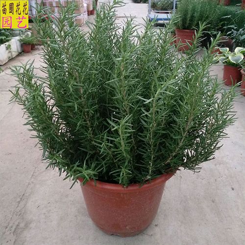 这些香料可盆栽平时做饭炒菜随吃随摘 范文模稿 这些香料可盆栽平时做饭炒菜随吃随摘 范文模稿