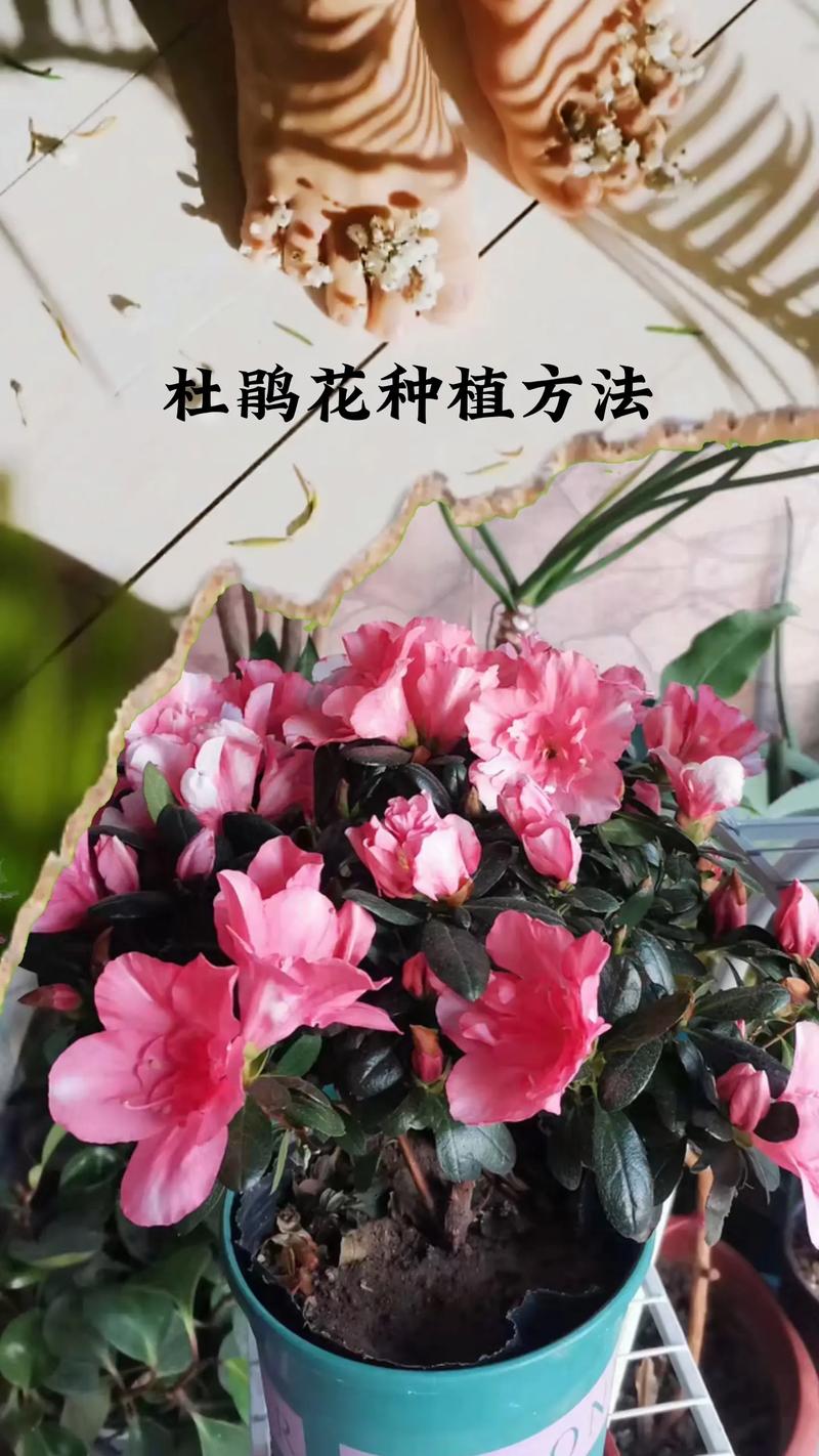 买到家的杜鹃花怎么养新手做好这几步持续开花到过年 范文模稿