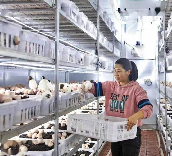 北京地区首次雪裙仙子在顺义规模化试种成功 范文模稿