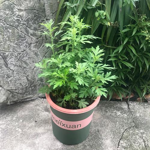 艾草人工栽培技术适合庭院阳台宝贝植物 范文模稿