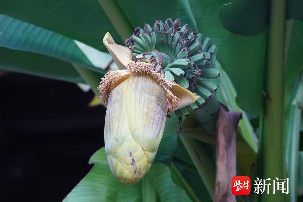 视频南京玄武湖畔芭蕉树开花又结果 范文模稿