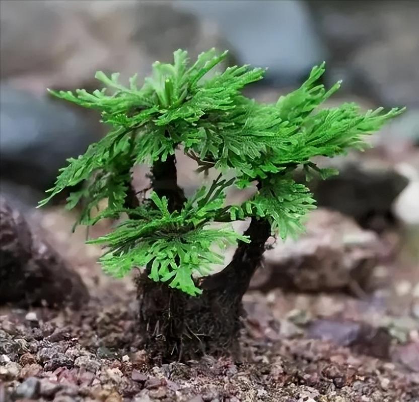 长在石头缝里的灵草遇到不妨挖一棵养在家里有好处 范文模稿