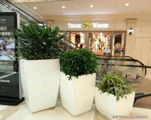 绿植租摆也是我们花店的主要经营项目哦鲜花实体店 范文模稿 绿植租摆也是我们花店的主要经营项目哦鲜花实体店 范文模稿