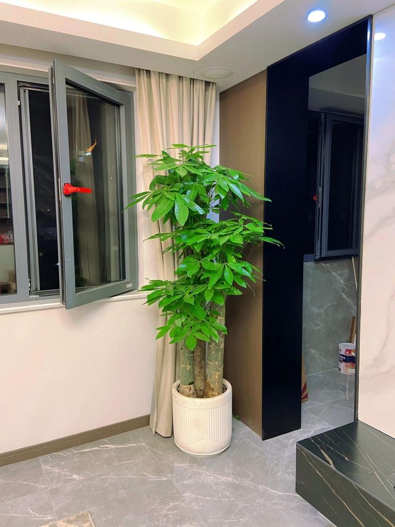 步步高植物怎么养 范文模稿