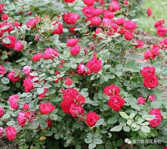 深圳时代园林 让月季惊艳大湾区 低维护月季专题 范文模稿 深圳时代园林 让月季惊艳大湾区 低维护月季专题 范文模稿