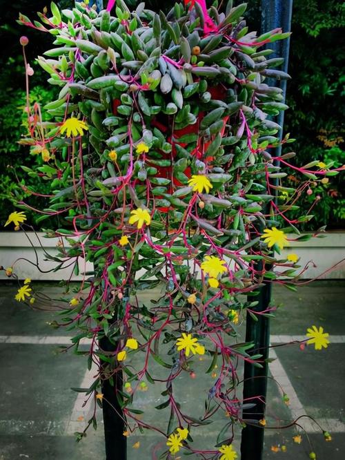 广西柳州柳州花哥园林养护花卉绿植 范文模稿 广西柳州柳州花哥园林养护花卉绿植 范文模稿