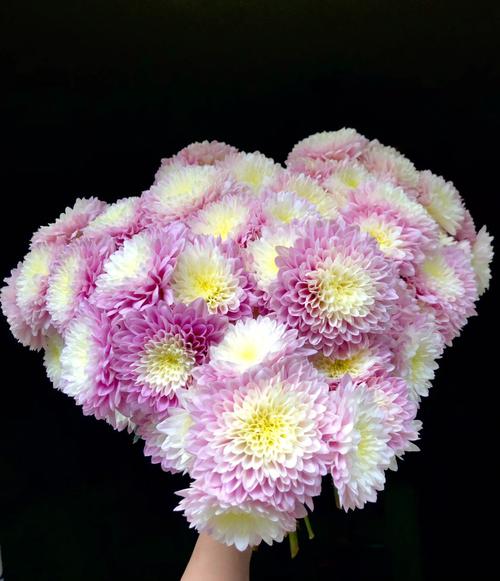 9款进口切花菊搭配教程花期长达1个月还怕秋日居家没花吗 范文模稿 9款进口切花菊搭配教程花期长达1个月还怕秋日居家没花吗 范文模稿