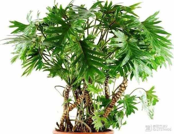 春羽小天使和龙鳞一张图就能分清室内养完全没压力 范文模稿