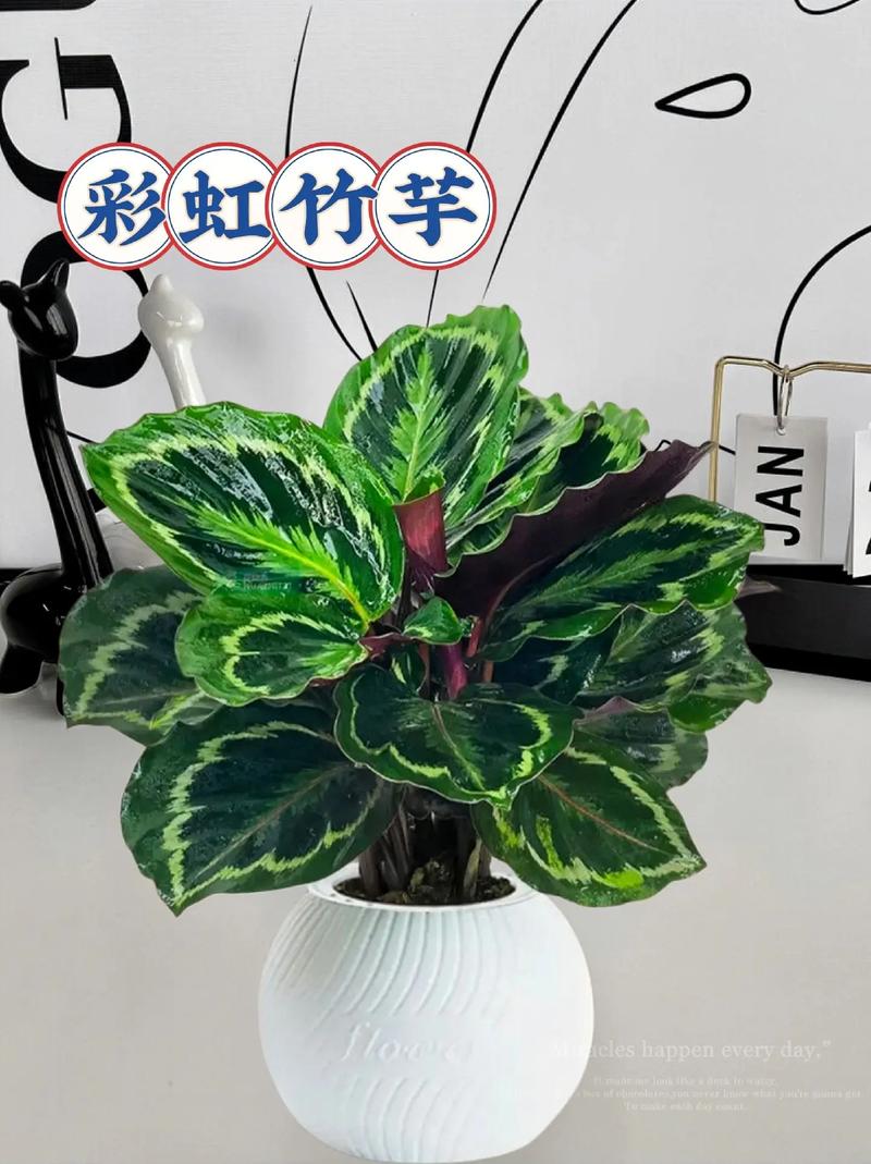 彩虹竹芋的养殖方法 范文模稿