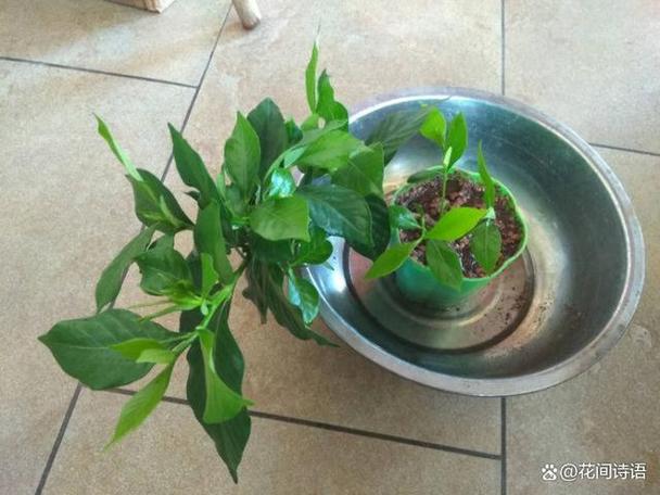 浇花不能盲目不然就容易成为养花杀手 范文模稿