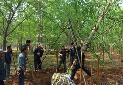 北京市银杏栽植与养护管理技术 范文模稿