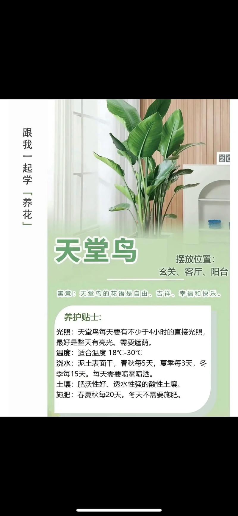 大型绿植天堂鸟的种植养护及注意事项 范文模稿