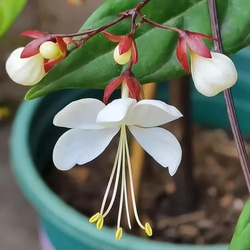 盆栽新宠白玉蝴蝶观叶赏花又闻香三季开花室内也能养 范文模稿