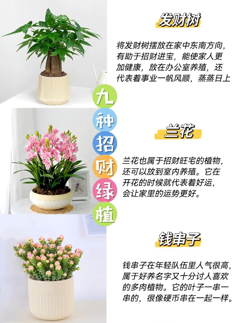 家中招财植物指南绿意盎然的财运秘诀 范文模稿 家中招财植物指南绿意盎然的财运秘诀 范文模稿