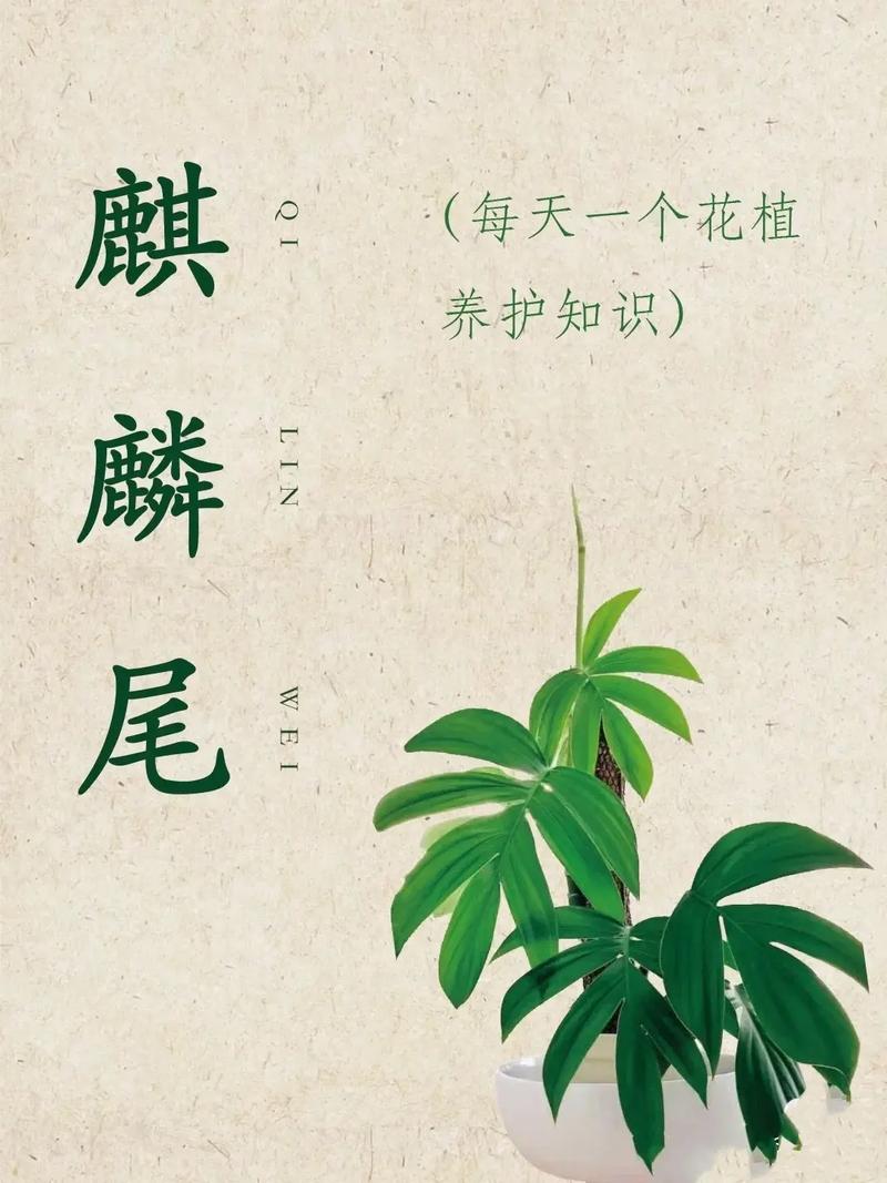 风水观叶花卉麒麟尾精炼的日常养护方法 范文模稿