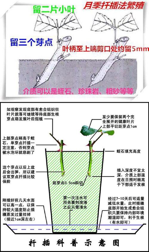 秋季扦插繁殖快速生根的技巧水培生根后这样移栽成功率高 范文模稿