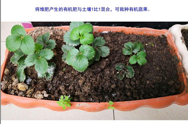 把普通的树叶变成肥沃的肥料一步就够了 范文模稿