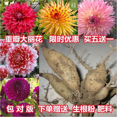 大理菊怎么种植 范文模稿