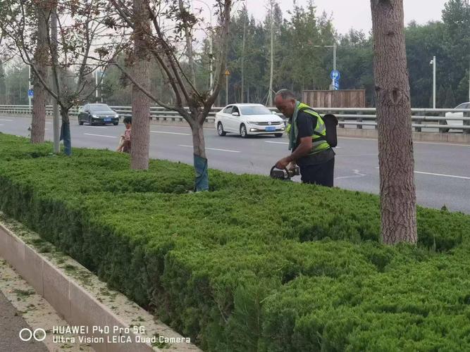 大连夏季绿化养护保障道路颜值时刻在线 范文模稿