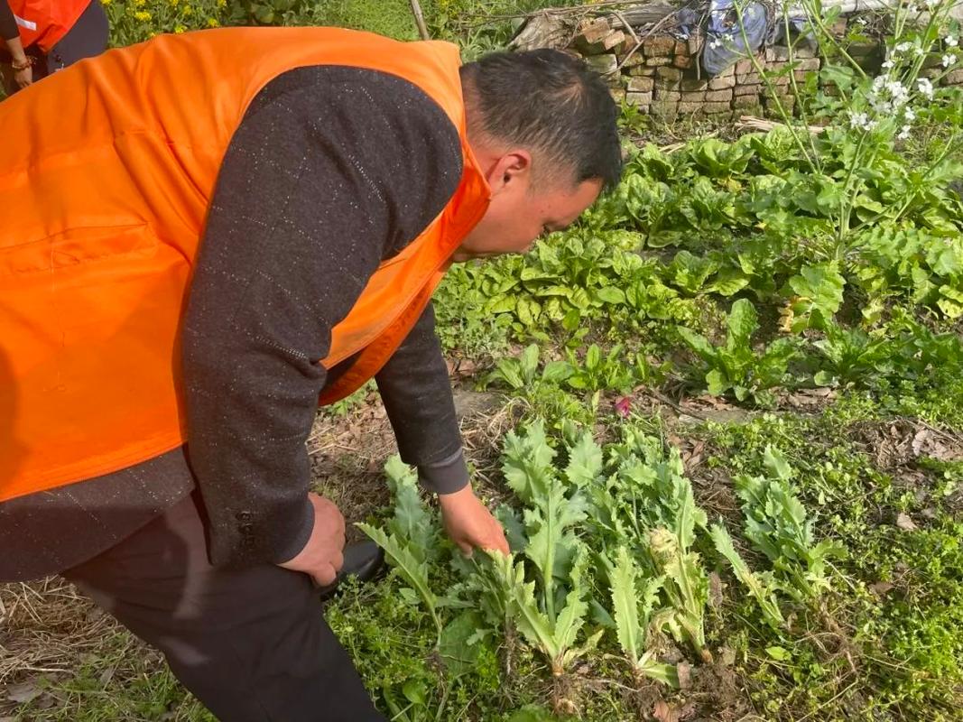 ＠崇明人这一植物种植一株也是违法 范文模稿