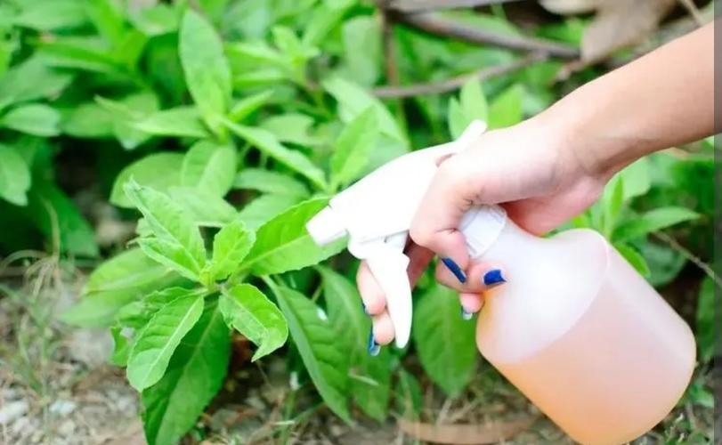 家里养花4种自制杀虫水喷一喷虫子杀光光花儿越养越旺 范文模稿