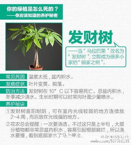 你养的绿植为什么会死绿植养护9问 范文模稿