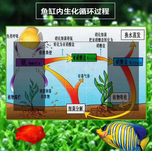 一缸好水的养成可以有六个不需要照样水清鱼亮不用经常换水 范文模稿