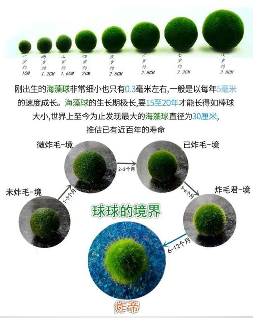 室内海藻球新手养护指南这种水生植物为啥很容易养死 范文模稿