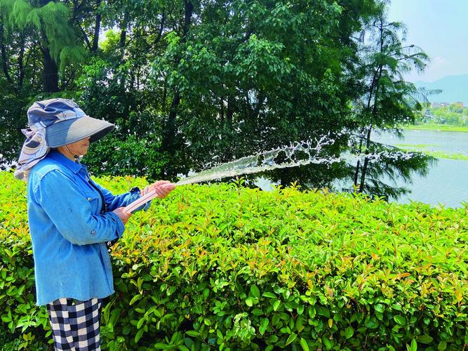 酷暑来临市政园林为绿植浇水解渴 范文模稿