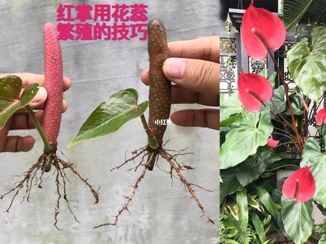 红星草如何繁殖和栽培 范文模稿