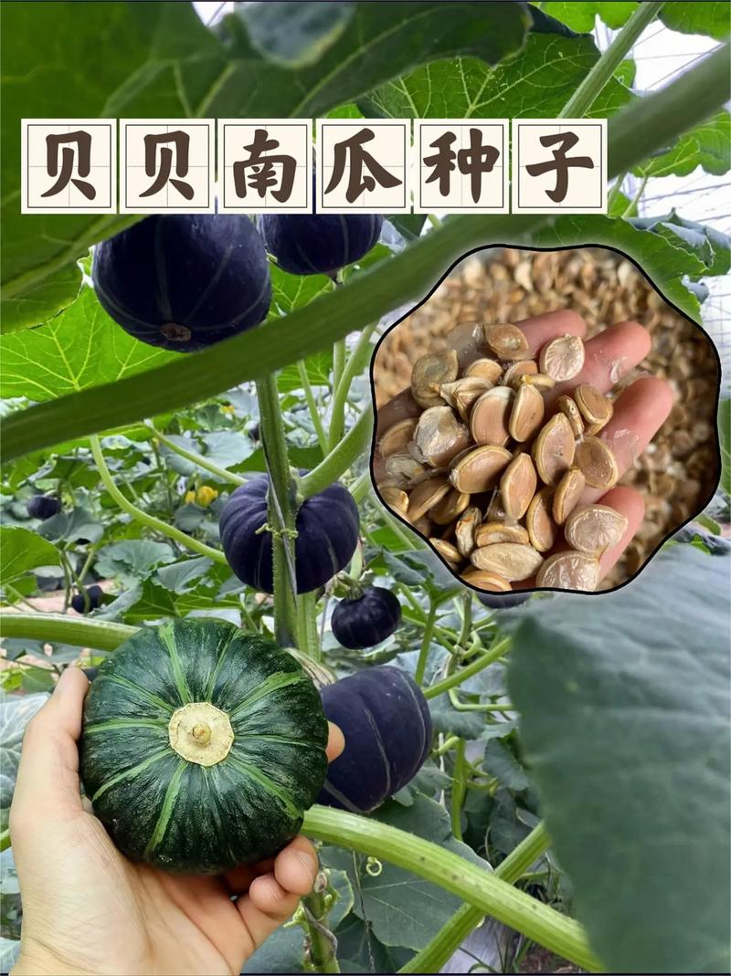 记住这些栽培和管理要点轻松种植出高产的日本贝贝南瓜 范文模稿