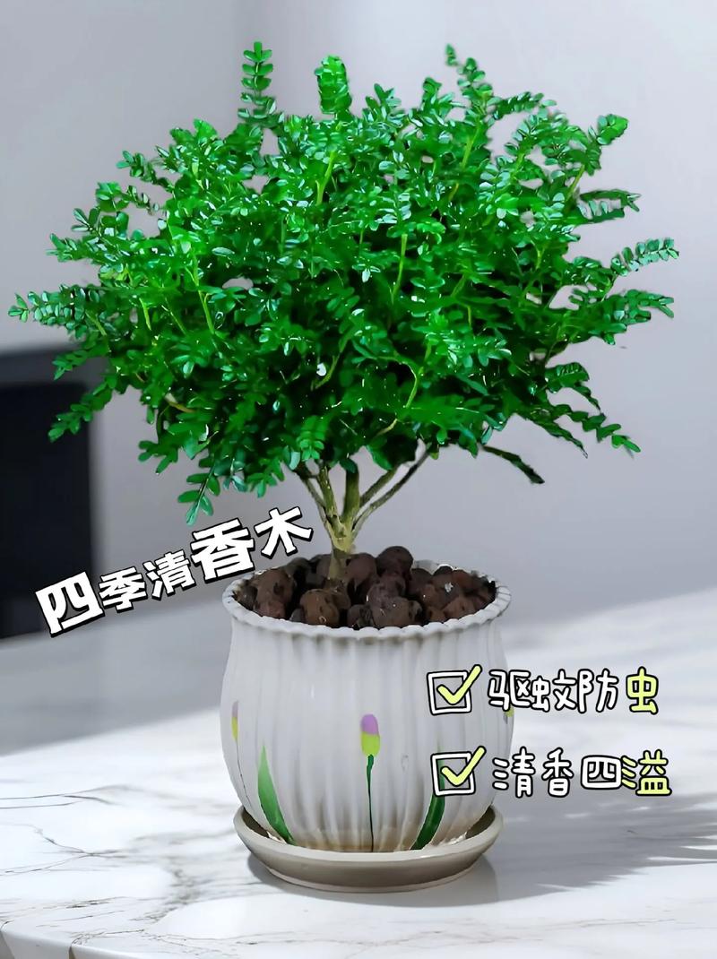 3种提神绿植清新芳香还特别好养茂盛又香味浓郁 范文模稿