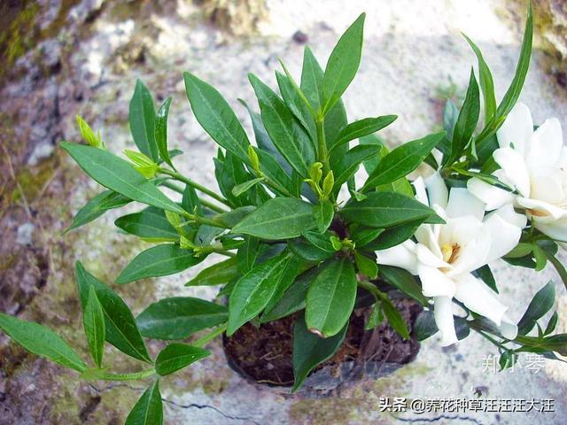 小叶栀子花养护过程中做好这三点叶片小又绿花朵白又香 范文模稿