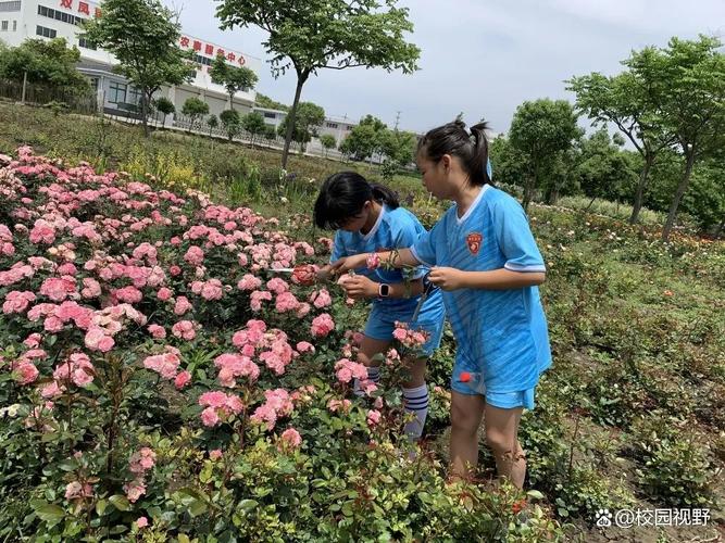 太仓市双凤镇新湖小学新卫村月季花田劳动实践活动 范文模稿