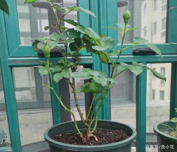 裸根植物上盆前后多注意这些细节成活率高长根窜枝叶速度快 范文模稿