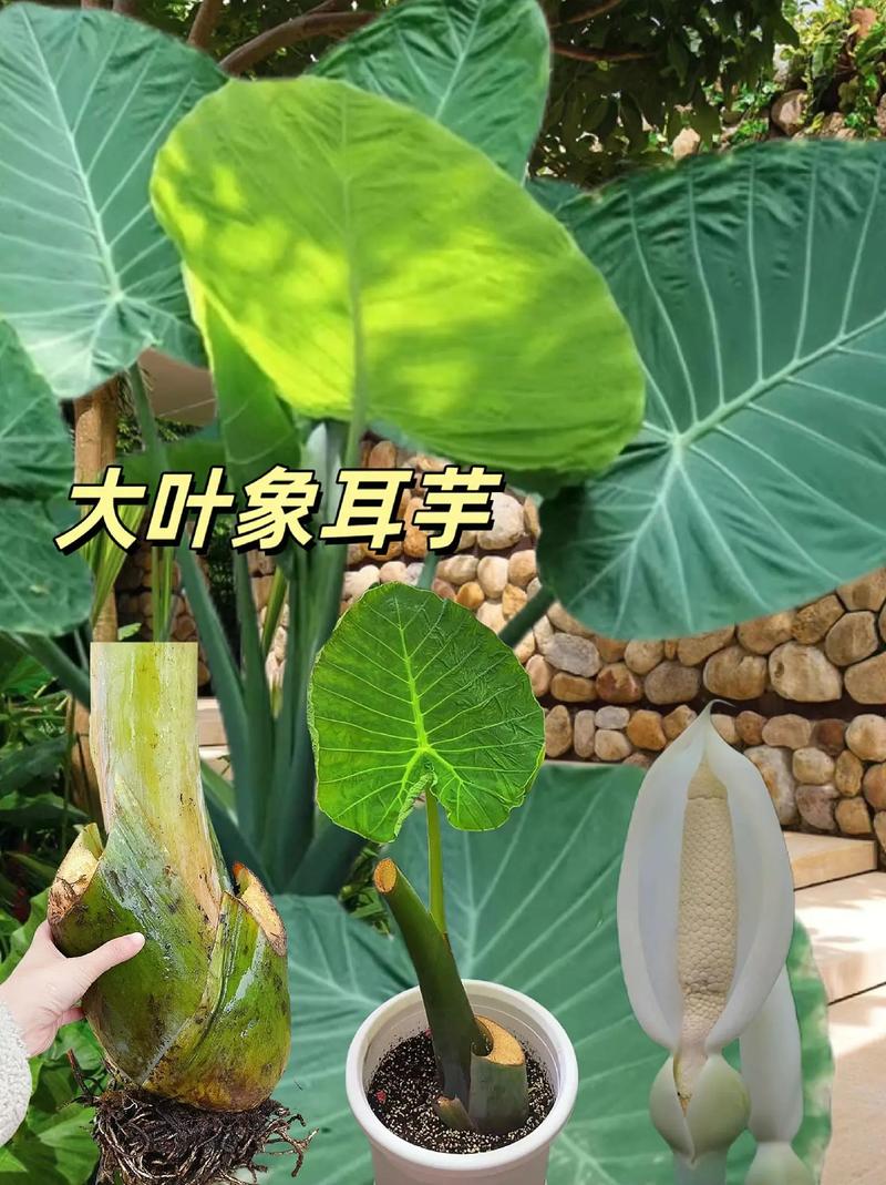 几种大叶绿植南方养护差别大南方种在路边就能活北方要花盆 范文模稿