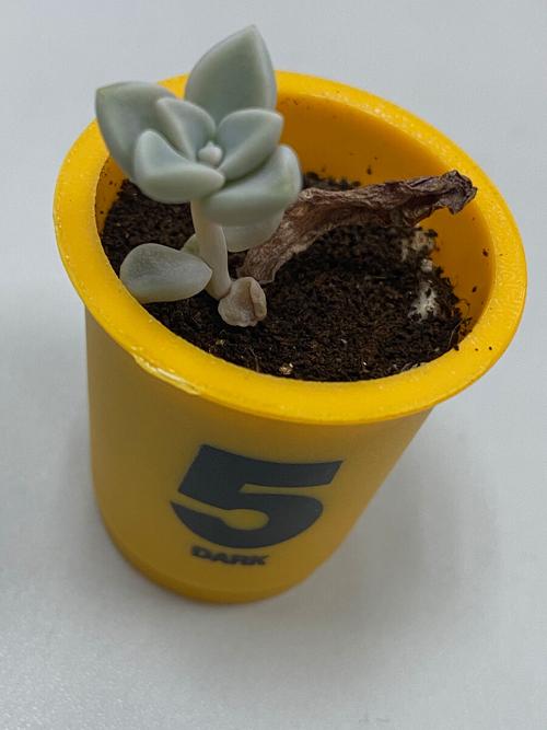 咖啡渣竟然能让多肉植物更健康你不知道的养护秘诀 范文模稿