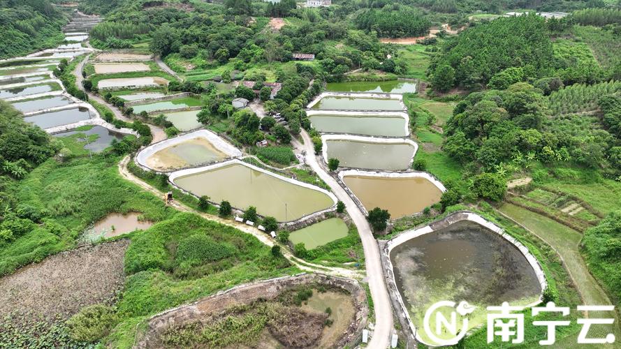 良庆区科技赋能智慧养殖 走鳖具一格的乡村振兴路 范文模稿 良庆区科技赋能智慧养殖 走鳖具一格的乡村振兴路 范文模稿