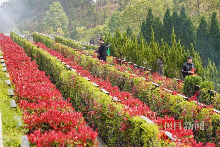 树葬花葬该怎么选植物这位从业15年的陵园园艺师来揭秘 范文模稿