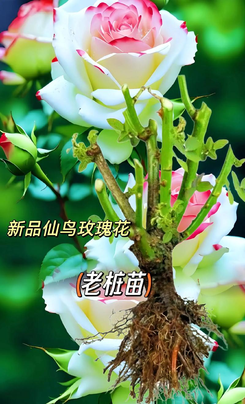 养花10年我发现最好养的10种花花期超长开花漂亮 范文模稿