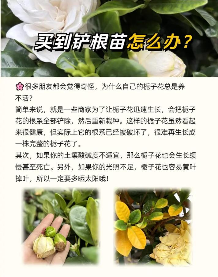 栀子花买到铲根苗如何养护花卉绿植 范文模稿